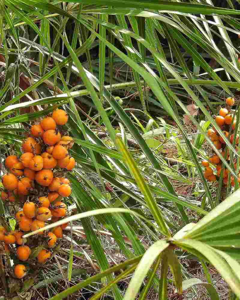 saw palmetto
